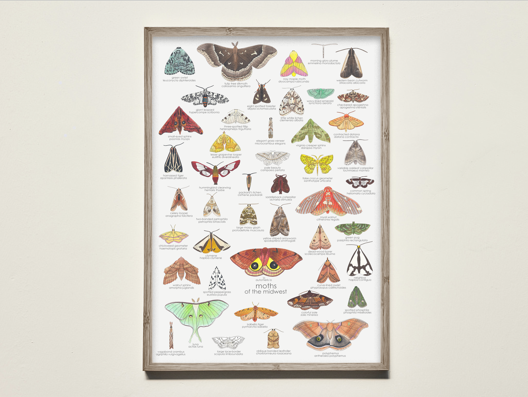 moths of the midwest — melbry//arts